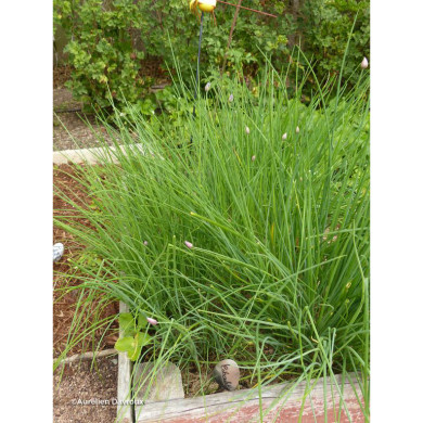 Allium schoenoprasum