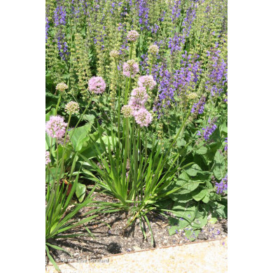 Allium fistulosum