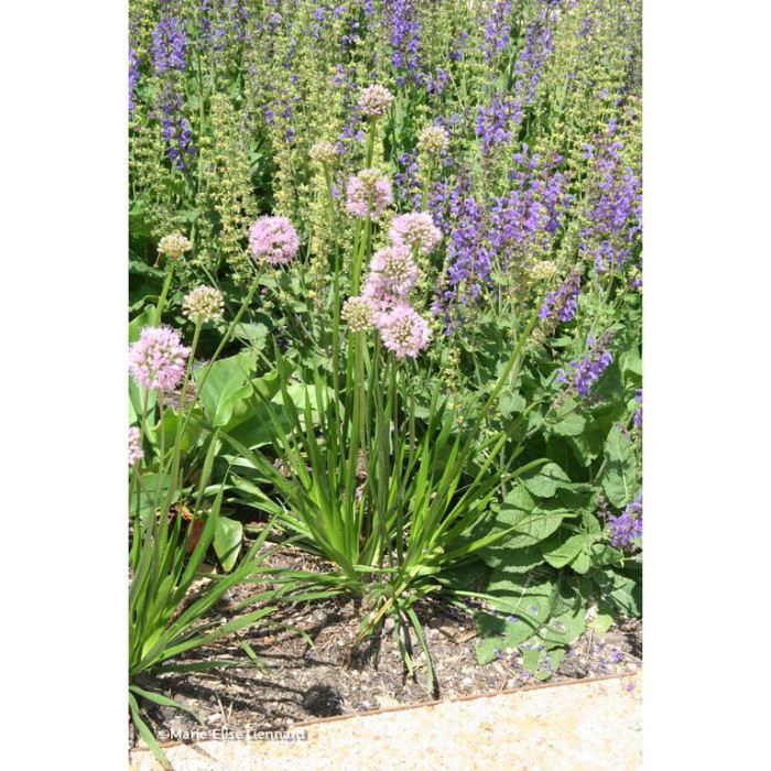 Allium fistulosum