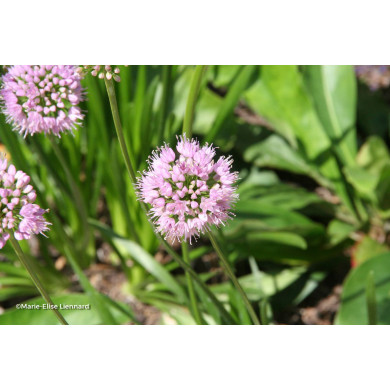 Allium fistulosum