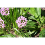 Allium fistulosum