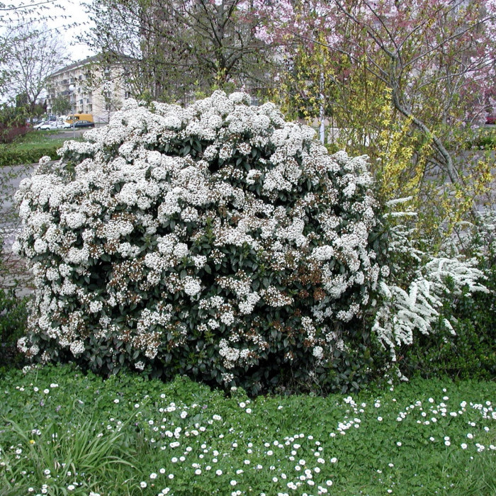 Viburnum tinus 'Eve Price'