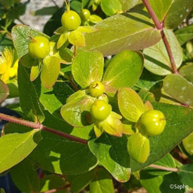 Hypericum X inodorum Magical® Green Revival 'Kolmgreviv