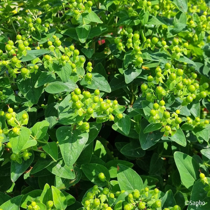 Hypericum X inodorum Magical® Green Revival 'Kolmgreviv