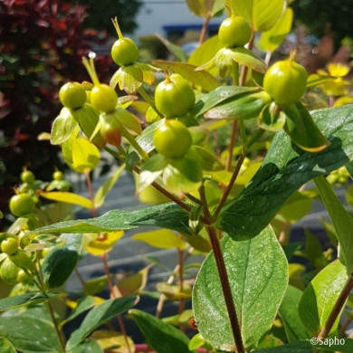 Hypericum X inodorum Magical® Green Revival 'Kolmgreviv