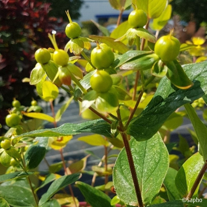 Hypericum X inodorum Magical® Green Revival 'Kolmgreviv