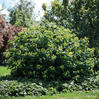Hypericum X inodorum Magical® Green Revival 'Kolmgreviv