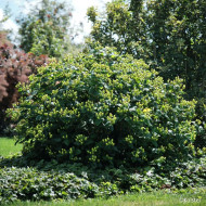 Hypericum X inodorum Magical® Green Revival 'Kolmgreviv