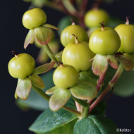 Hypericum X inodorum Magical® Green Revival 'Kolmgreviv