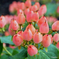 Hypericum X inodorum Magical®Innocence Kolmaginno