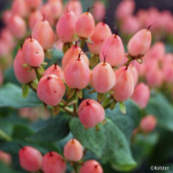Hypericum X inodorum Magical®Innocence Kolmaginno