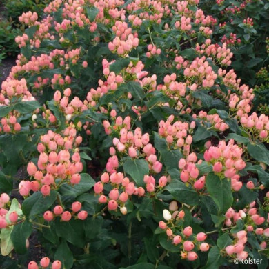 Hypericum X inodorum Magical®Innocence Kolmaginno