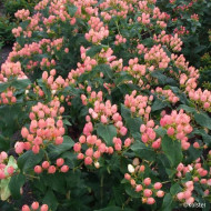 Hypericum X inodorum Magical®Innocence Kolmaginno