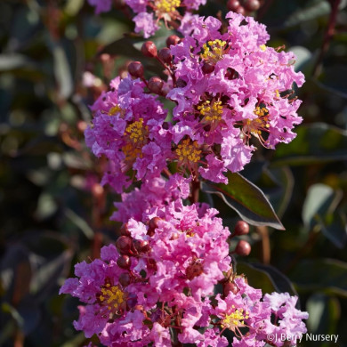 Lagerstroemia LAVENDER LACE (BLACK DIAMOND® series )