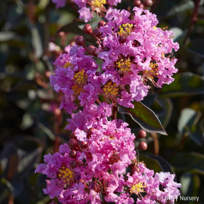 Lagerstroemia LAVENDER LACE (BLACK DIAMOND® series )