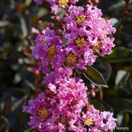Lagerstroemia LAVENDER LACE (BLACK DIAMOND® series )