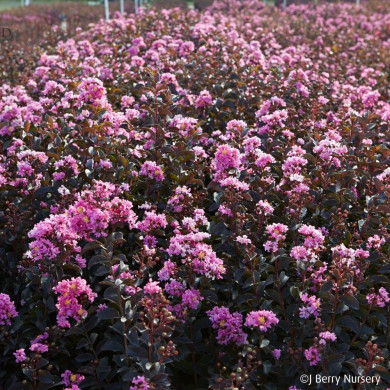 Lagerstroemia LAVENDER LACE (BLACK DIAMOND® series )