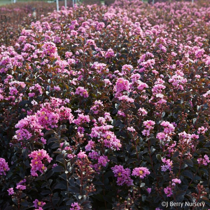 Lagerstroemia LAVENDER LACE (BLACK DIAMOND® series )