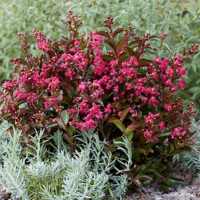 Lagerstroemia indica Berry dazzle® 'Gamad VI'