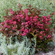 Lagerstroemia indica Berry dazzle® 'Gamad VI'