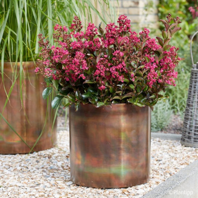 Lagerstroemia indica Berry dazzle® 'Gamad VI'