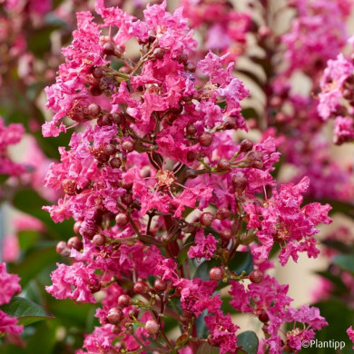 Lagerstroemia indica Berry dazzle® 'Gamad VI'