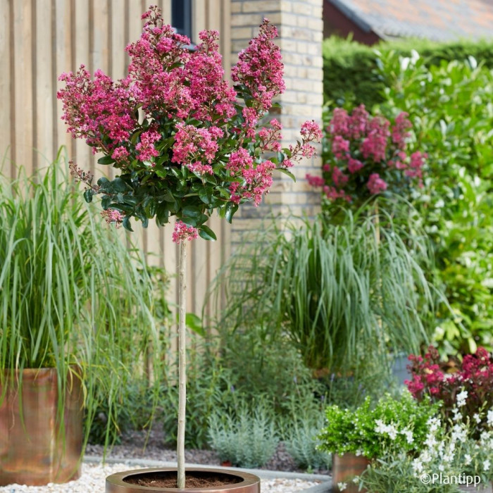 Lagerstroemia indica Berry dazzle® 'Gamad VI'