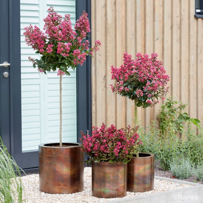 Lagerstroemia indica Berry dazzle® 'Gamad VI'