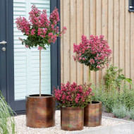 Lagerstroemia indica Berry dazzle® 'Gamad VI'