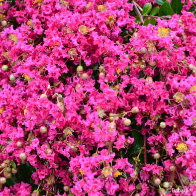 Lagerstroemia indica Mimie® fuchsia dablage01