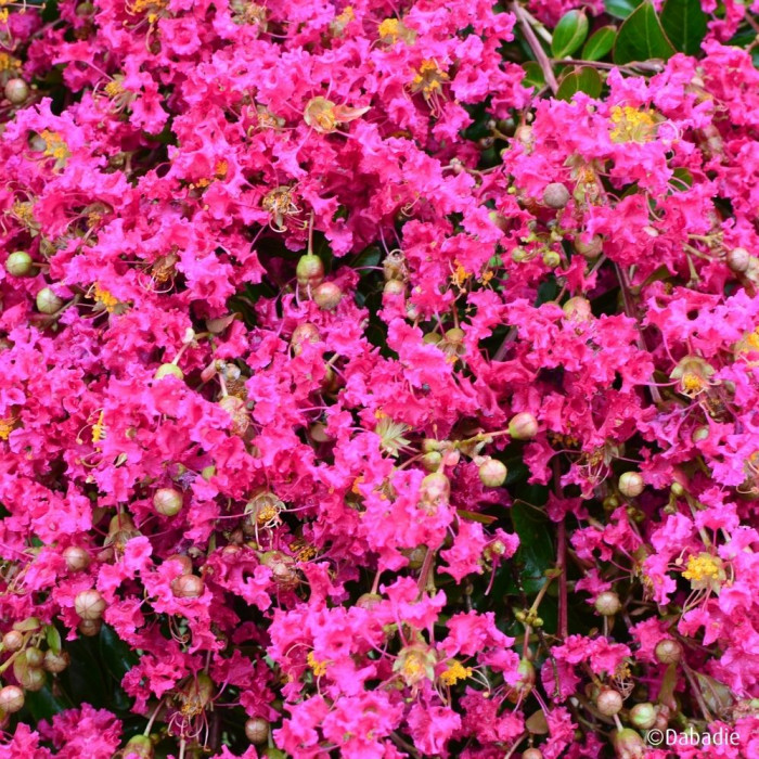 Lagerstroemia indica Mimie® fuchsia dablage01