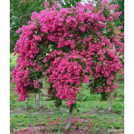 Lagerstroemia indica Mimie® fuchsia dablage01