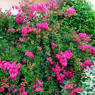 Lagerstroemia indica Mimie® fuchsia dablage01