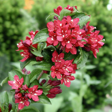 Weigela Nain Rouge® courtanin