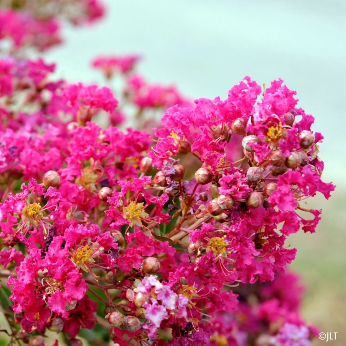 Lagerstroemia indica Mimie® fuchsia dablage01