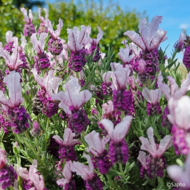 Lavandula stoechas Magical ® Posy Pink 'Kolmapopi'