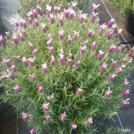 Lavandula stoechas Magical ® Posy Pink 'Kolmapopi'