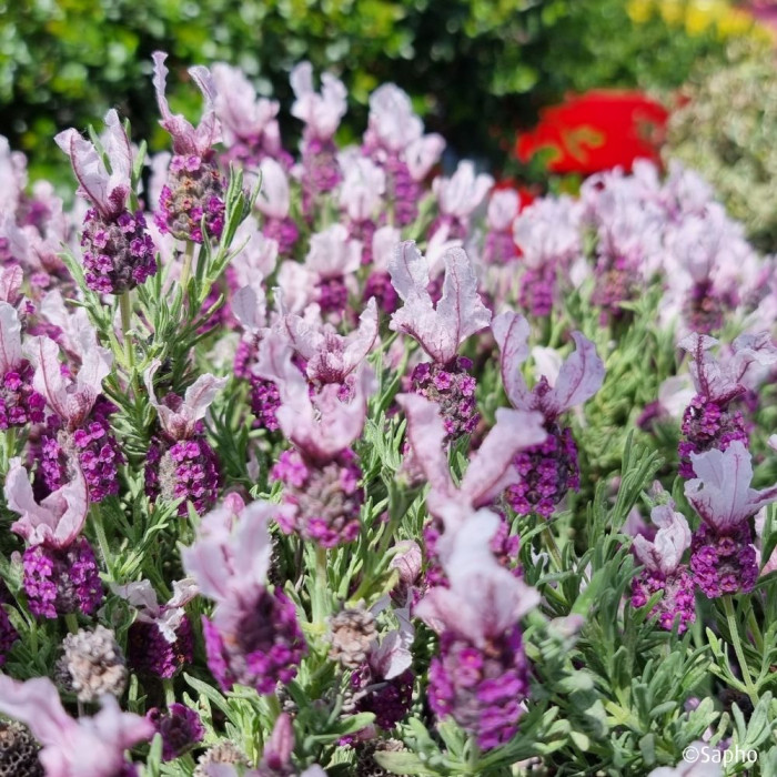 Lavandula stoechas Magical ® Posy Pink 'Kolmapopi'