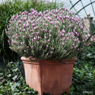 Lavandula stoechas Magical ® Posy Pink 'Kolmapopi'