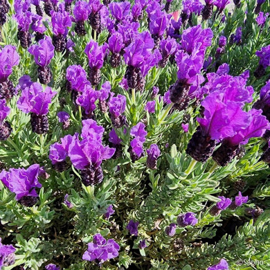 Lavandula stoechas Magical ® Posy Purple 'Kolmapopu'