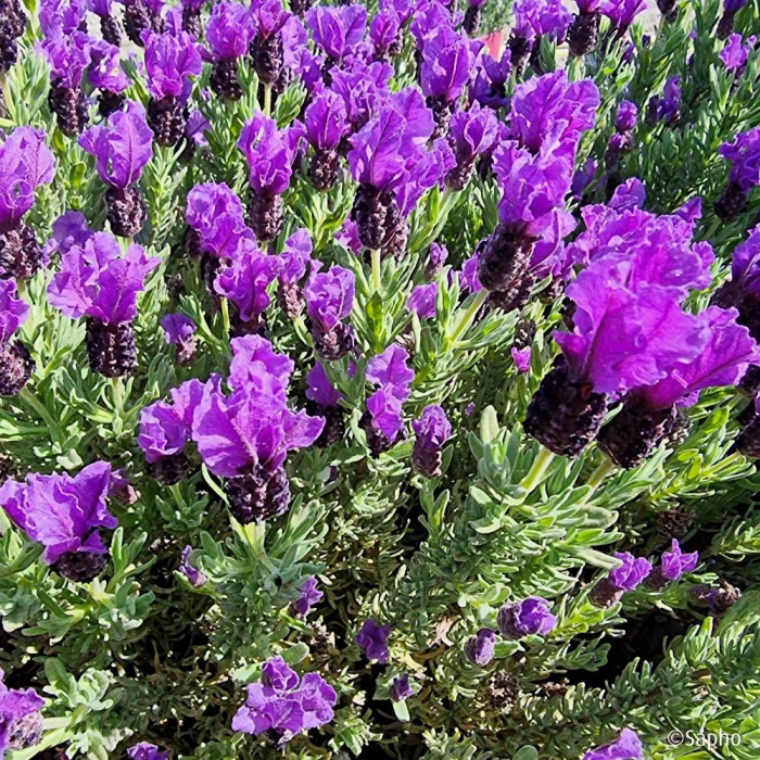Lavandula stoechas Magical ® Posy Purple 'Kolmapopu'