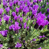 Lavandula stoechas Magical ® Posy Purple 'Kolmapopu'