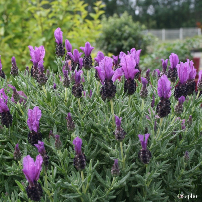 Lavandula stoechas Magical ® Posy Purple 'Kolmapopu'