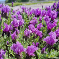 Lavandula stoechas Magical ® Posy Purple 'Kolmapopu'
