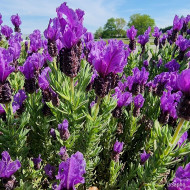 Lavandula stoechas Magical ® Posy Purple 'Kolmapopu'