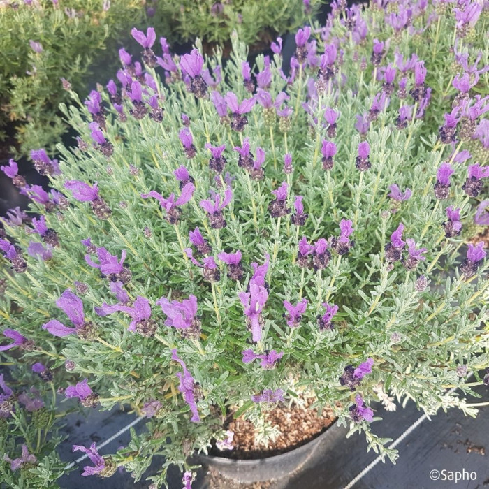 Lavandula stoechas Magical ® Posy Purple 'Kolmapopu'