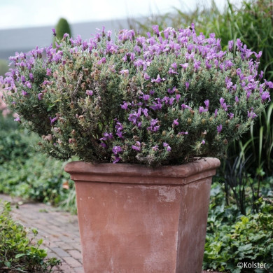 Lavandula stoechas Magical ® Posy Purple 'Kolmapopu'