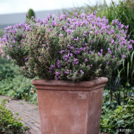 Lavandula stoechas Magical ® Posy Purple 'Kolmapopu'