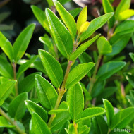 Lonicera nitida Garden Clouds® Green Storm 'Grln01'