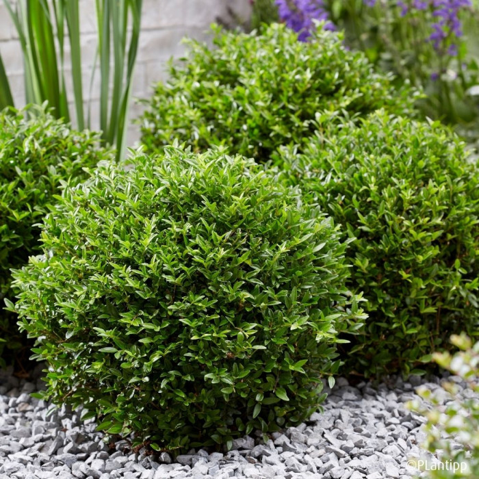Lonicera nitida Garden Clouds® Green Storm 'Grln01'